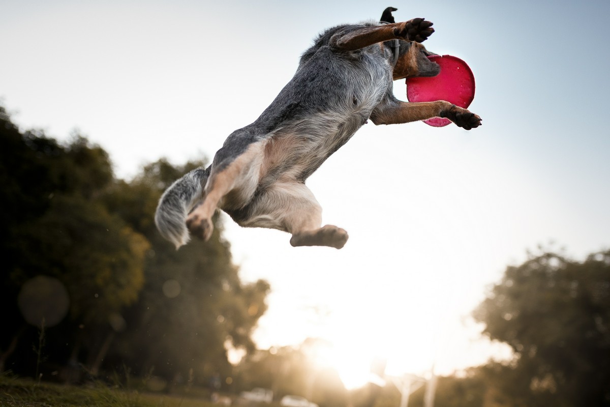 Długi lot w dogfrisbee: od czego zależy dystans, stabilność i bezpieczeństwo psa