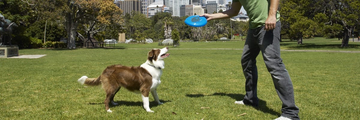 Jak czytać opis dysku frisbee, gdy szukasz modelu do dłuższych rzutów